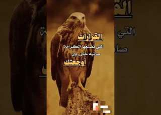  النسر والصقر الطيور الجارح ة حالات واتس قطط صغيرة كيوت