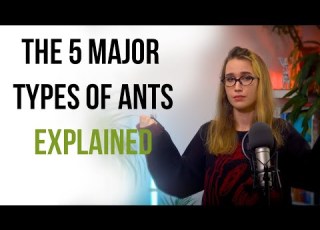  Classifying Ants Made Simple The 5 Major Types Explained