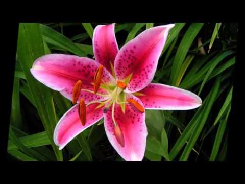 شوف الزهور ام كلثوم