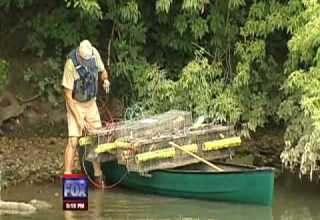 2010 08 23 Alligator In Chicago River
