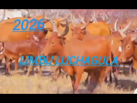 Limbu Luchagula Ft Jiminogen Ft Shalobalo Wa Ft Ndama Jigushilagaft Amosi 2026 0617029619