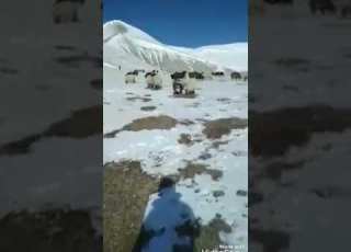  Yollarıma Engel Engel Olurmu Bilmem