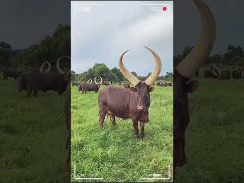 ANKOLE WATUSI CATTLE Biggest Bulls And Cow Cows Bulls Ankole
