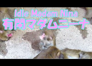  有閑マダムニーナ Idle Madam Nina 葉ッピー動物園2159 淡路島モンキーセンター 兵庫県