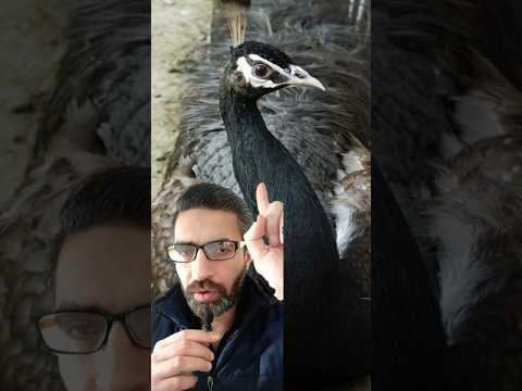 عجائب طائر الطاووس الأسود الساحر الغامض المرعب