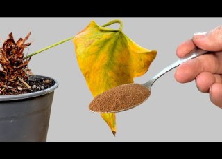  How To Revive Any Dying Anthurium With This Simple Method Result At The End