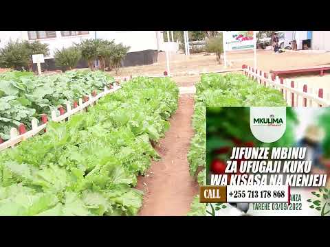 KILIMO CHA MBOGA MBOGA KIBIASHARA