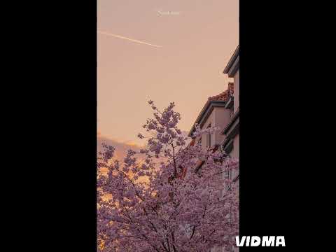 عبير نعمة بلا ما نحس بدون موسيقى