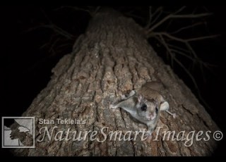 Flying Squirrel Cam LIVE