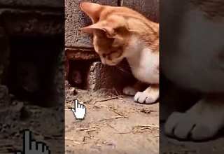 في لمح البصر قطة مدهشة