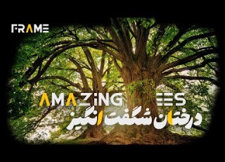 درختان شگفت انگیز قدیمی ترین درخت ایران روز درختکاری Amazing Trees The Oldest Tree In Iran