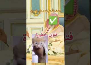  Ruling On Taking A Kitten From Its Mother By Sheikh Saleh Al Fawzan May God Preserve Him