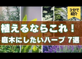 3分で紹介 庭木におすすめ 育てて使える実用ハーブ7選 シンボルツリーにもぴったり 庭木 ガーデニング