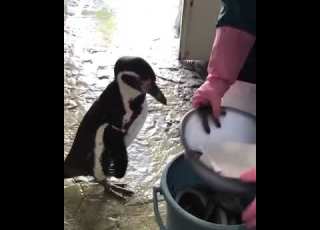  Penguin Eating Fish Together