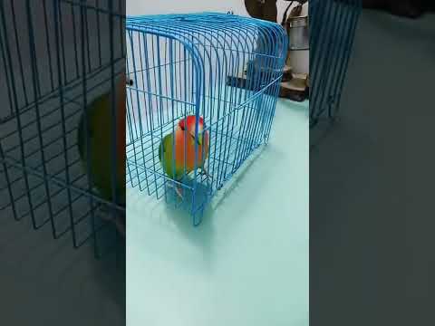 شاهد مهارة العصفور الصغير Watch The Little Bird S Skill Bird Birds عصفور