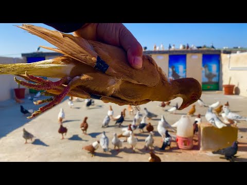 كشيت 10 طيور جبتهم جديد بعد يومين شو اللي ضاع وشو اللي رجع مع ابو يوسف