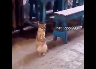 اتكة سنورة في العالم