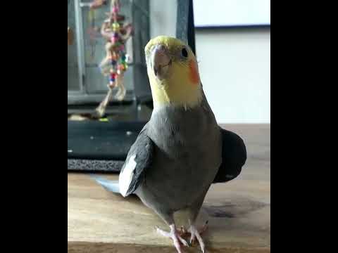 صدای دلنشین