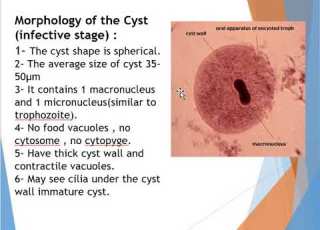 Balantidium Coli