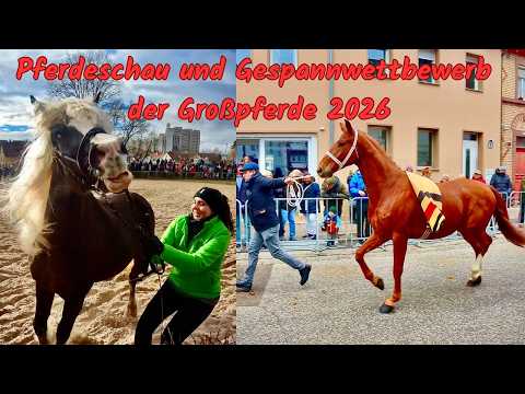 Leonberger Pferdemarkt 2026 Pferdeschau Und Gespannwettbewerb Der Großpferde
