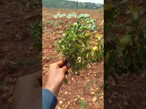 حم ص بلدي صيفي بسطة الموسم حمص كفرا زراعة عضوية كفرا صور الحوش لبنان Organic Plants حم ص بلدي صيفي بسطة الموسم حمص كفرا زراعة عضوية كفرا صور الحوش لبنان Organic Plants