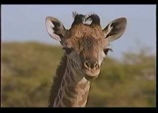  Animal Numbers Nature Video 1999 Time Life Kids