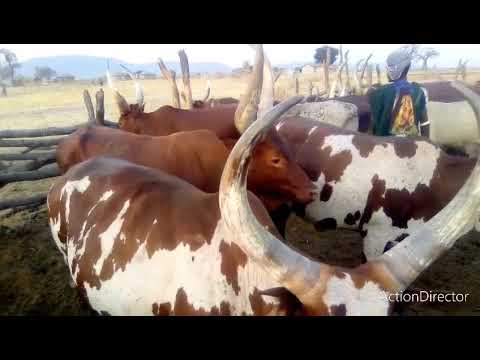 LIMBU LUCHAGULA 26 03 2025 0768866472