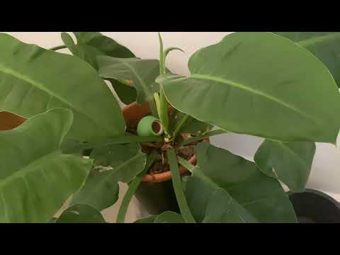 فيلو دندرون فيلو إمبريال الإمبراطوره الخضراء