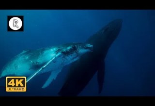 10 Hours Underwater 4K Whales Footage Music Giants Of The Sea Ambient Nature Film Sleep Spa