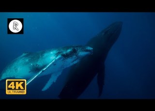 10 Hours Underwater 4K Whales Footage Music Giants Of The Sea Ambient Nature Film Sleep Spa