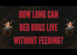  How Long Can Bed Bugs Live Without Feeding The Bed Bugs Experts