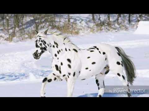 Jaagamaa Taddalaa Ija Lameen New Oromo Music