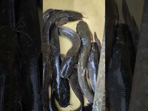 Magur Mach Shorts Youtubeshorts Fish