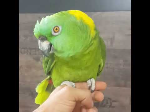 ببغاء يلوناب أليف ومتكلم ماشاءالله تبارك الرحمن