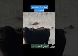  المطربه وفيه كريم