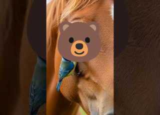 Blue Bird Find Hidden Caterpillar Heals Horse Shortsfeed Birds Wildlife Horse Animalcare