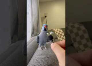  Hiii Indianringneck Funny Talkingparrot Parrot