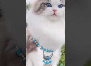  الملكة زمردة صباح الخير لجميع متابعين متصفحي لاتنسو الاشتراك ودعم ليصلكم جديد Cat Shorts