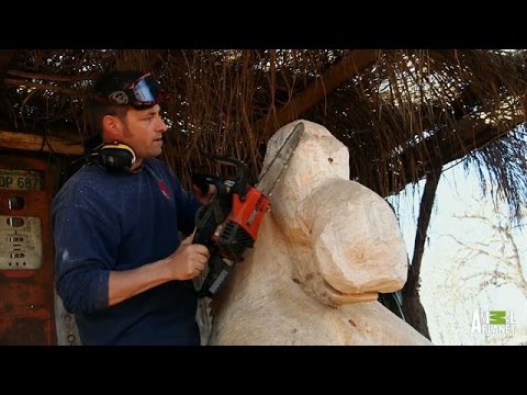 A Lesson In Chainsaw Carving Redwood Kings