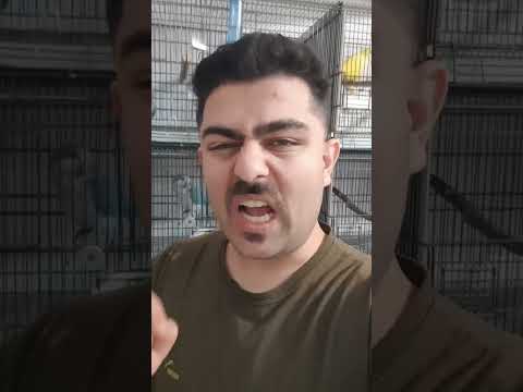 سر كشي به لونه طوطی ها Breeding Season Starting In Aviary