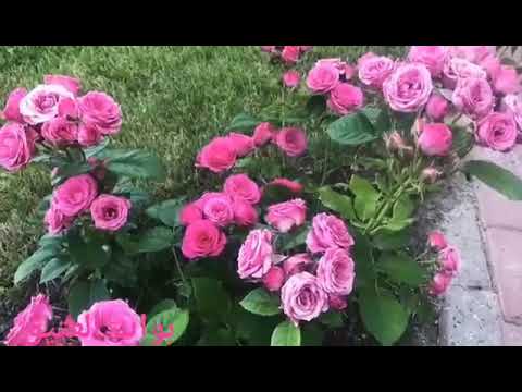 لا تعتب علي اخرني القمر فيروز