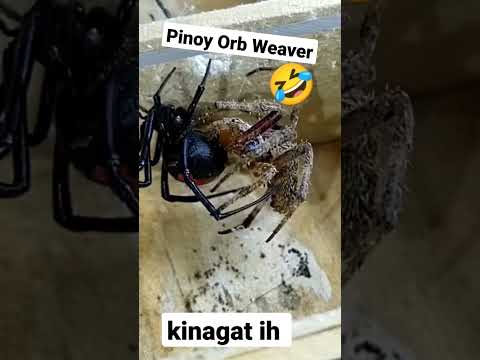 Kinagat Eh