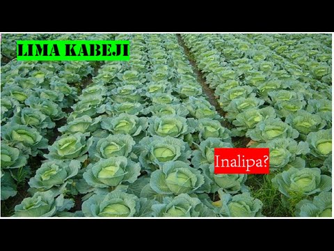 KILIMO BORA CHA KABICHI CABBAGE Kilimo Cha Kabichi Tanzania Kinalipa Sana