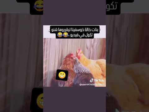 هههه كاليك دجاجة غسلات رجليها ونسات مداز عليها القادم صادم ياربي سلامة