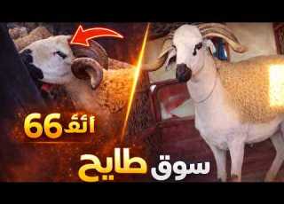 مباشرة من سوق ثلاث سيدي بنورإقليم دكالة مع ثمن حولي ناقصة الفلوس عيد الاضحى يستحق المشاهدة