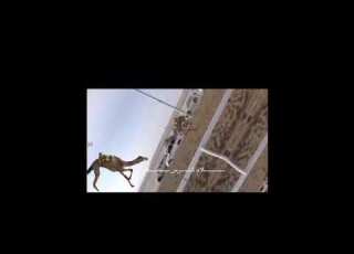 شرس جابر حمد غلام البلوشي