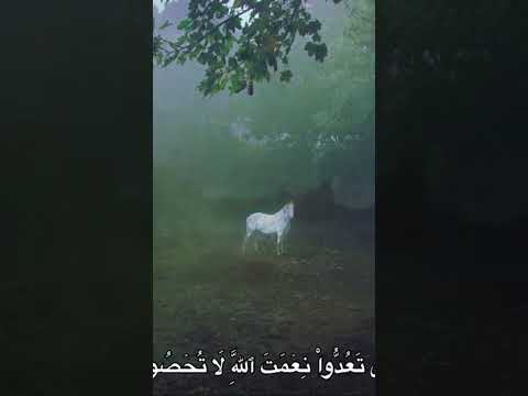 وآتاكم من كل ما سألتموه وإن تعدوا نعمة الله المنشاوي الحمدلله اكسبلور اجر لي ولك وآتاكم من كل ما سألتموه وإن تعدوا نعمة الله المنشاوي الحمدلله اكسبلور اجر لي ولك