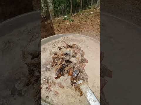 Achikrang Bijak Nakam Mechi