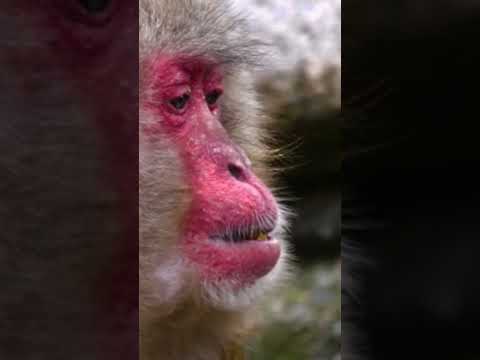 Red Monkey Video Shorts Monkeylover Monkey Trending Monkeyshort