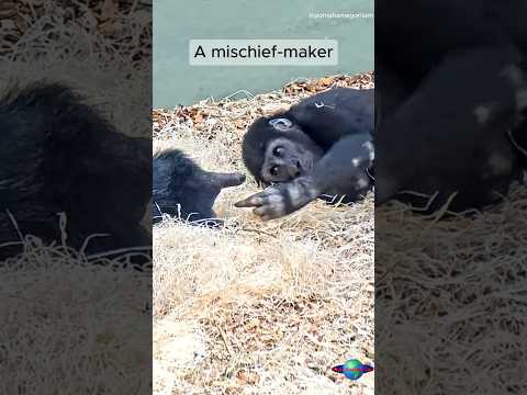 Ajabu S Playful Moments Pure Joy